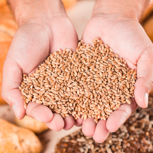 Современные способы защиты зерна и зерновых продуктов от вредителей хлебных запасов на предприятиях по хранению и переработке зерна