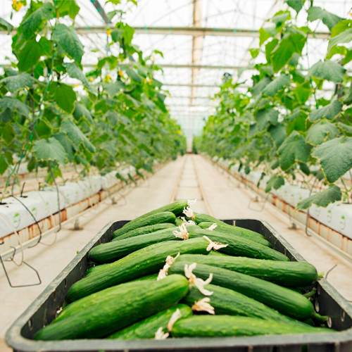 Организация и выполнение работ по производству продукции овощеводства открытого и защищенного грунта